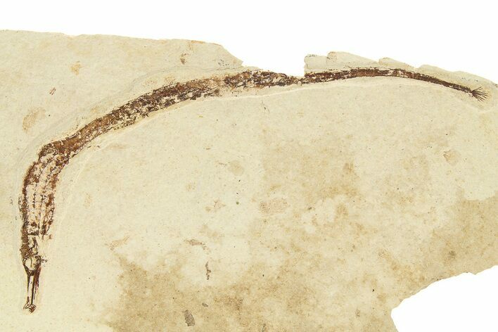 Fossil Pipefish (Hipposyngnathus) - California #275015